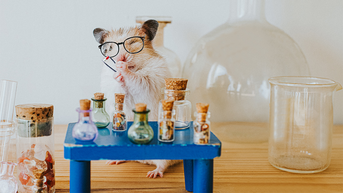 Rodent Examining Pill