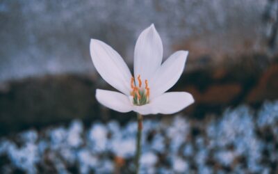 Continuous Employee Growth: Benefits and How to Encourage It